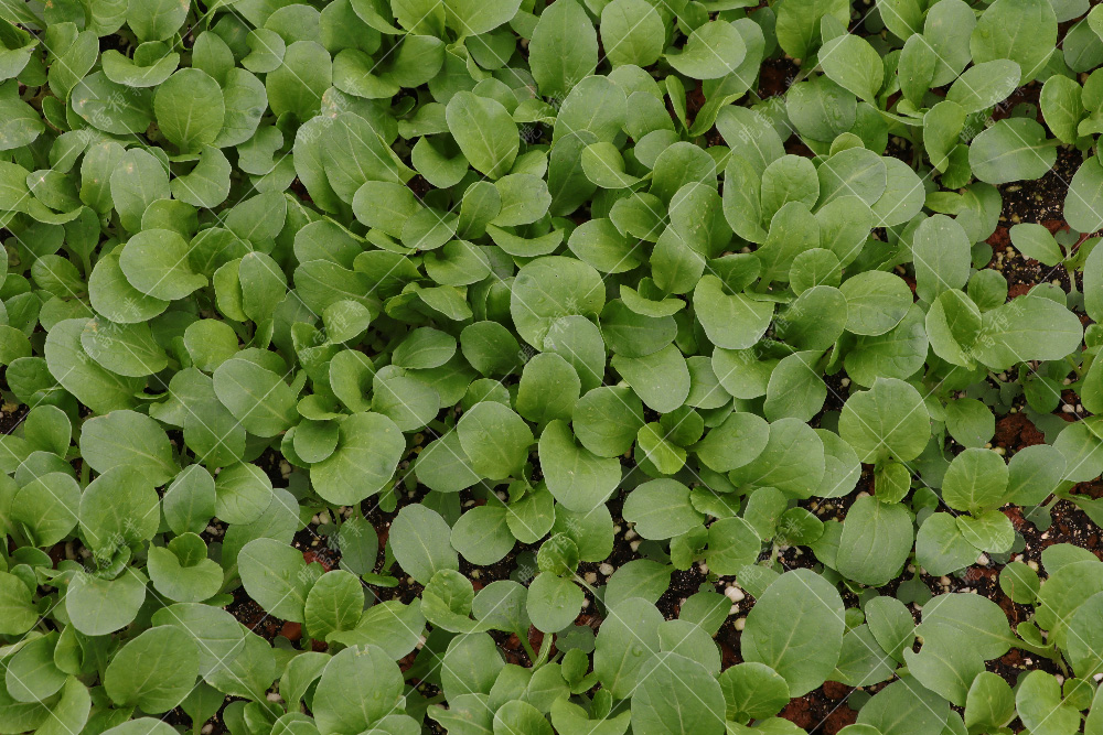 1557821518863583.jpg IMG_4187.jpg